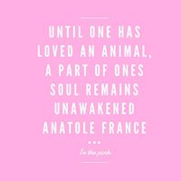 Until one has loved an animal a part of one’s soul remains unawakened  -Anatole France